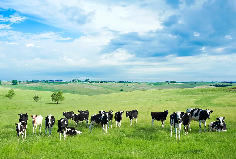 Dairy cows grazing in a green pasture